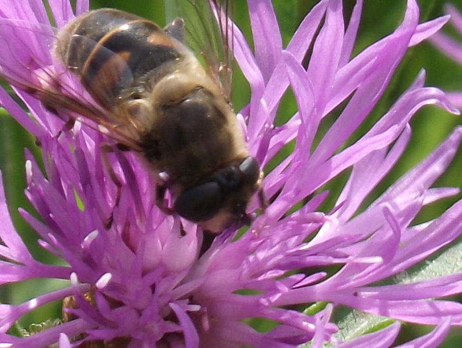 Blume mit Biene