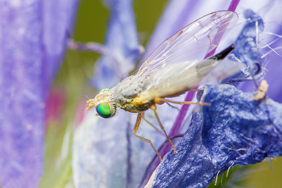Bohrfliege