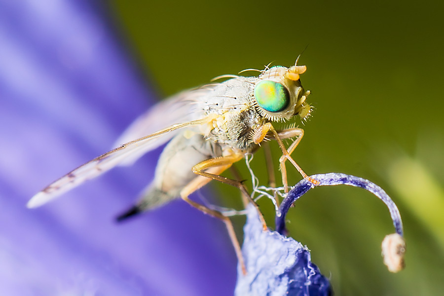 Bohrfliege