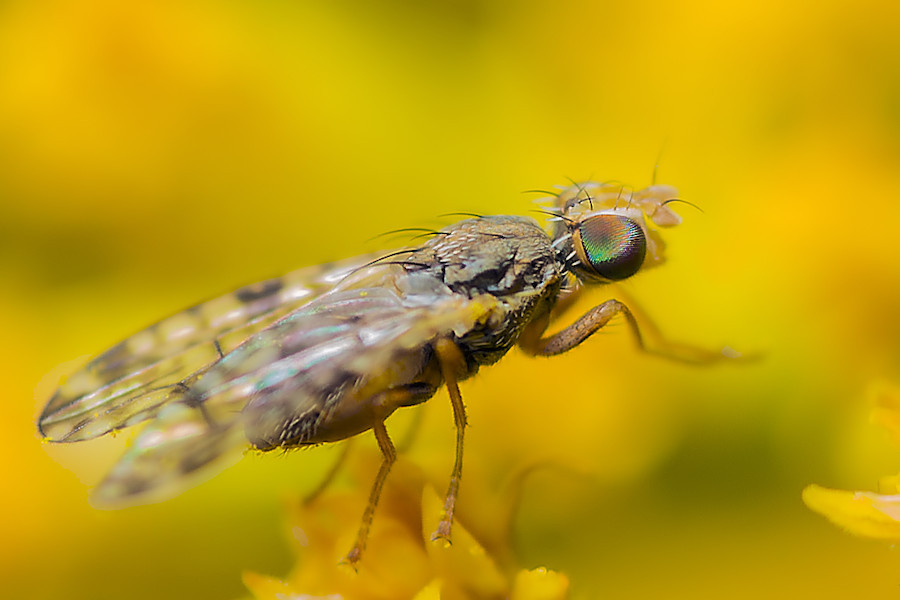 Bohrfliege