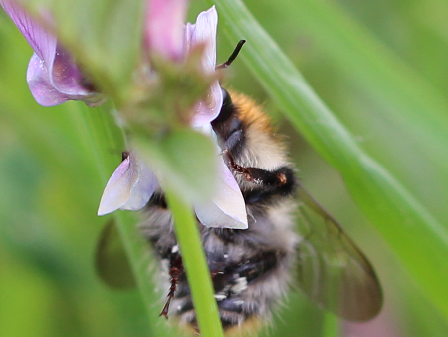 Brummhummel