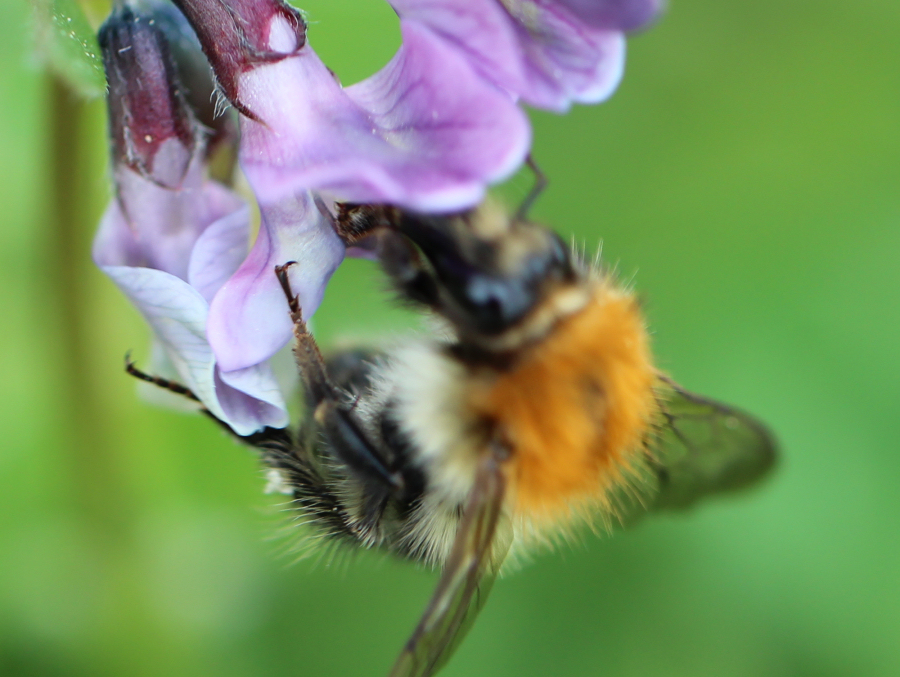 Brummhummel