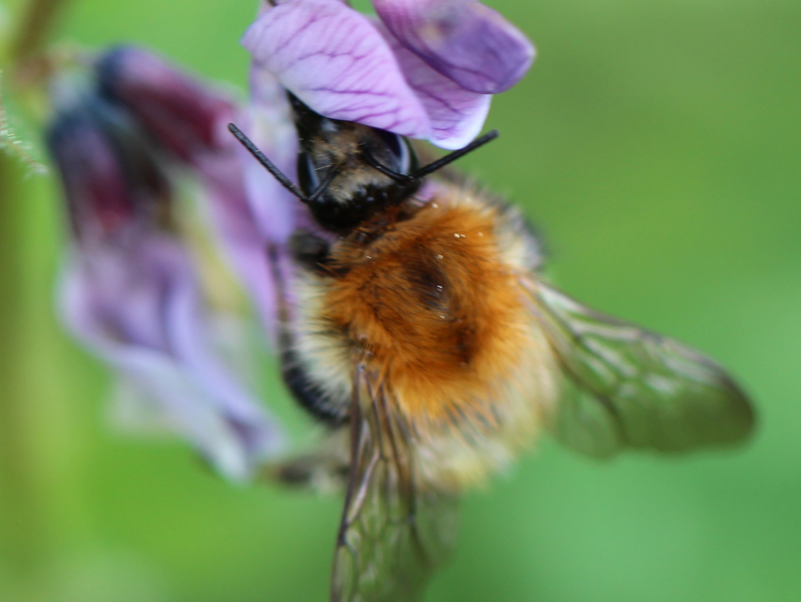 Brummhummel