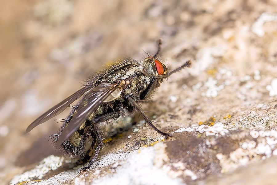 Fleischfliege