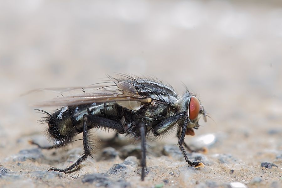 Fleischfliege