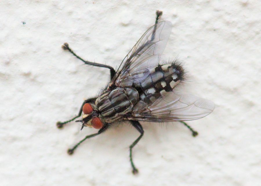 Fleischfliege