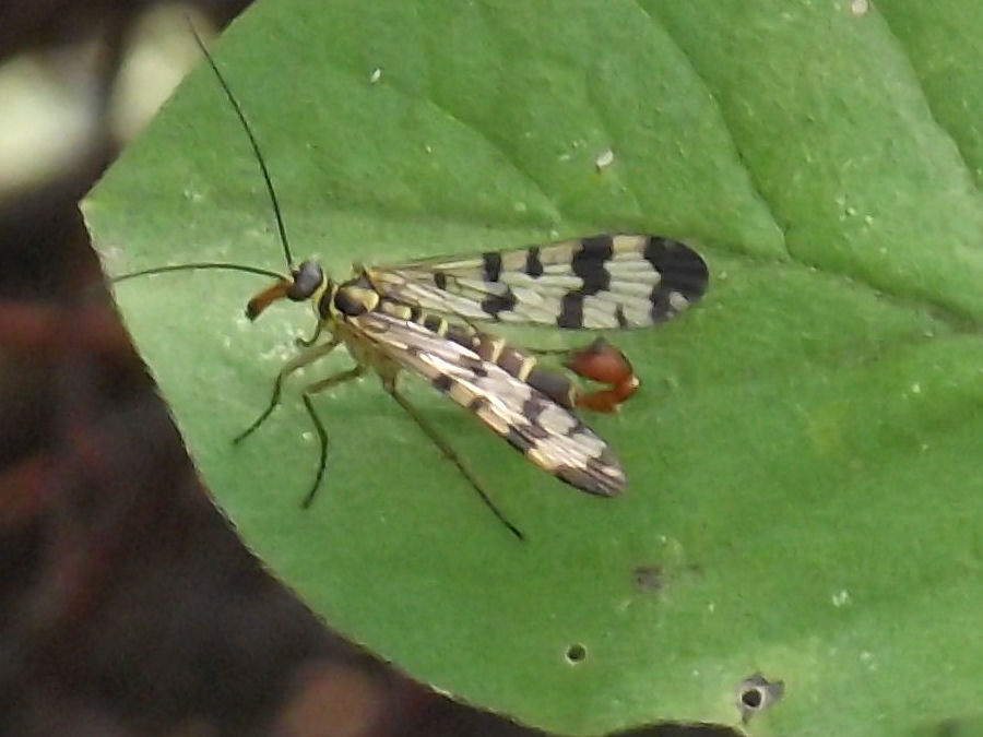 Fliege