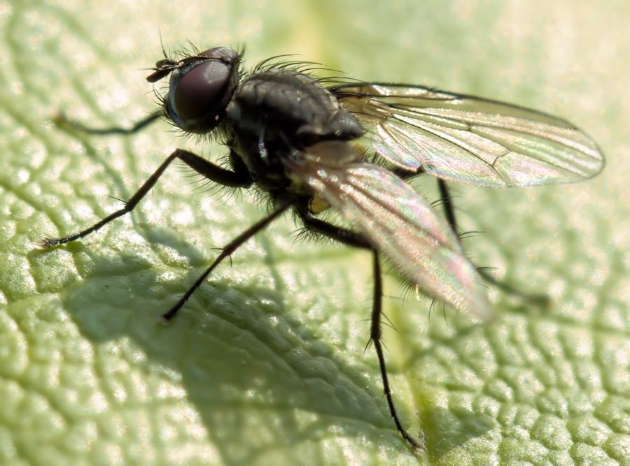 Fliege
