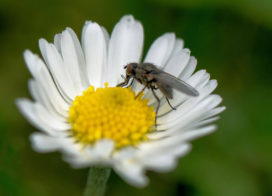 Fliege