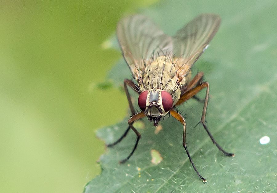 Fliege