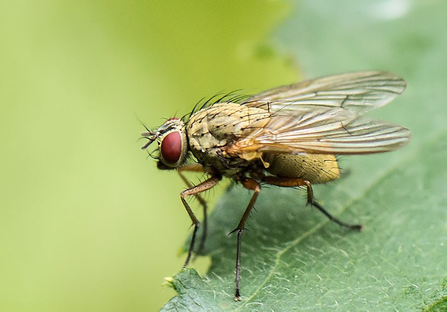 Fliege