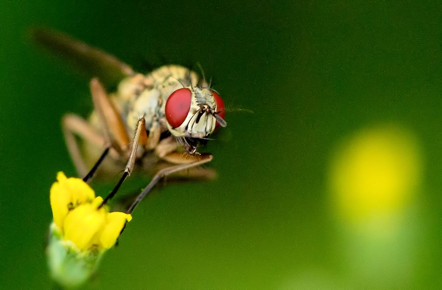 Fliege