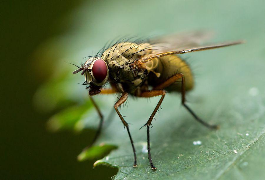 Fliege