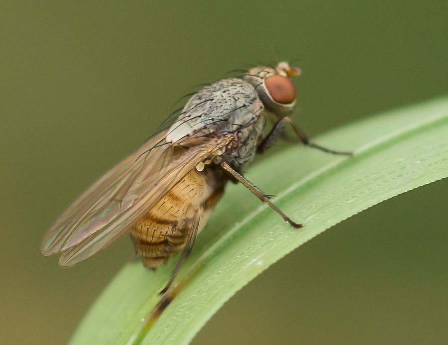 Fliege