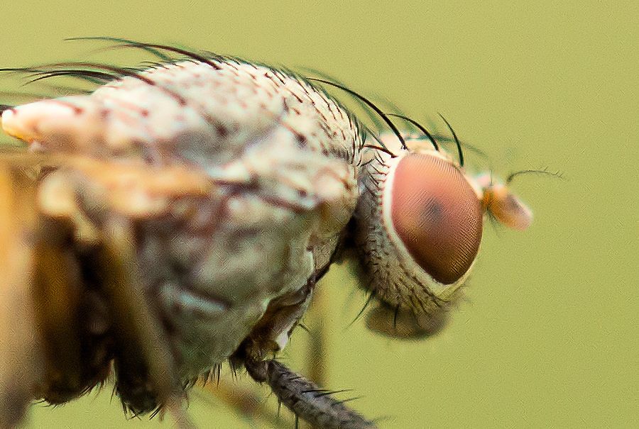 Fliege