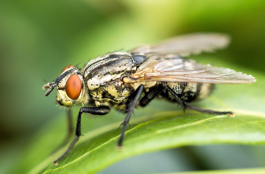 Fliege