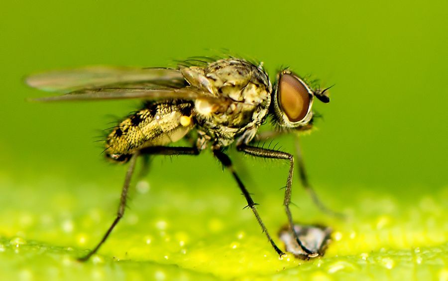 Fliege