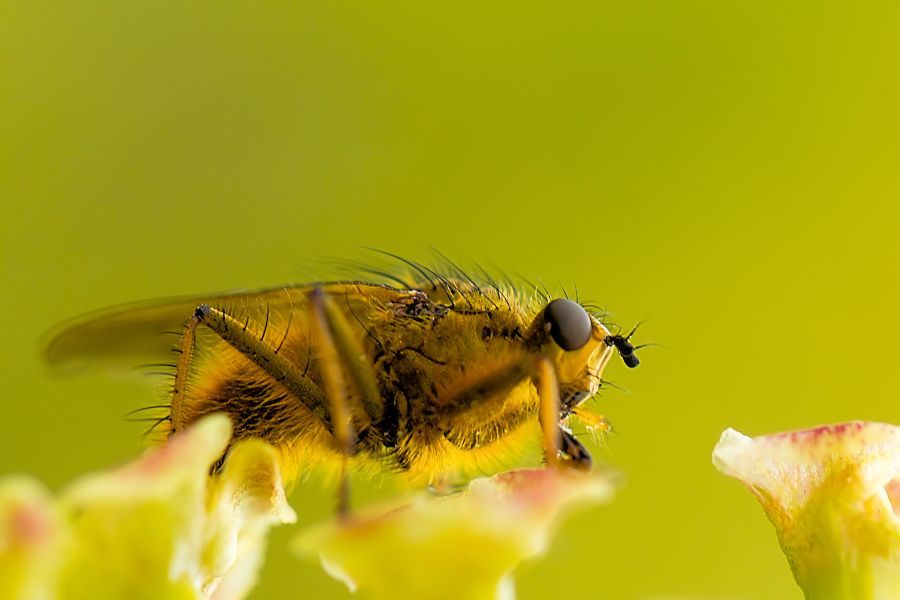 Fliege