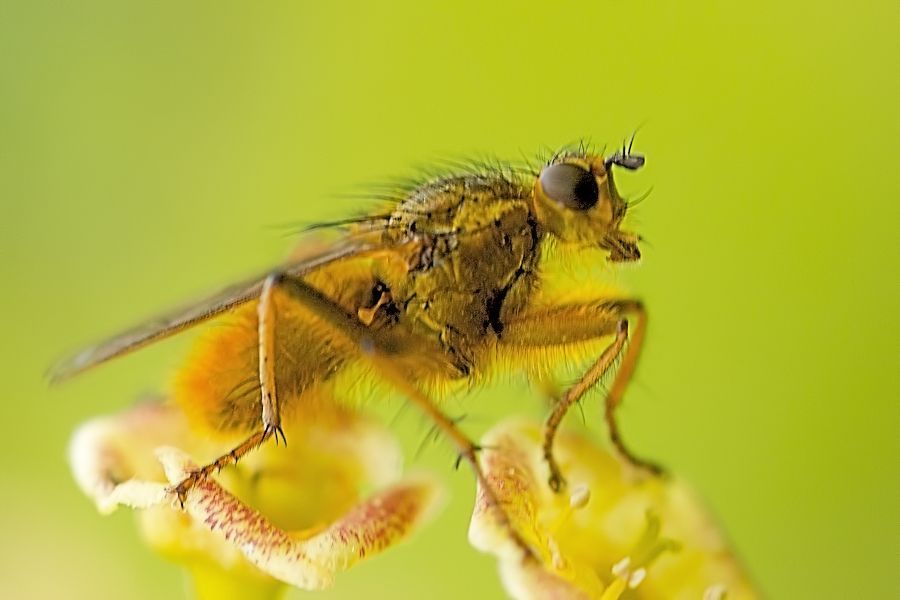 Fliege