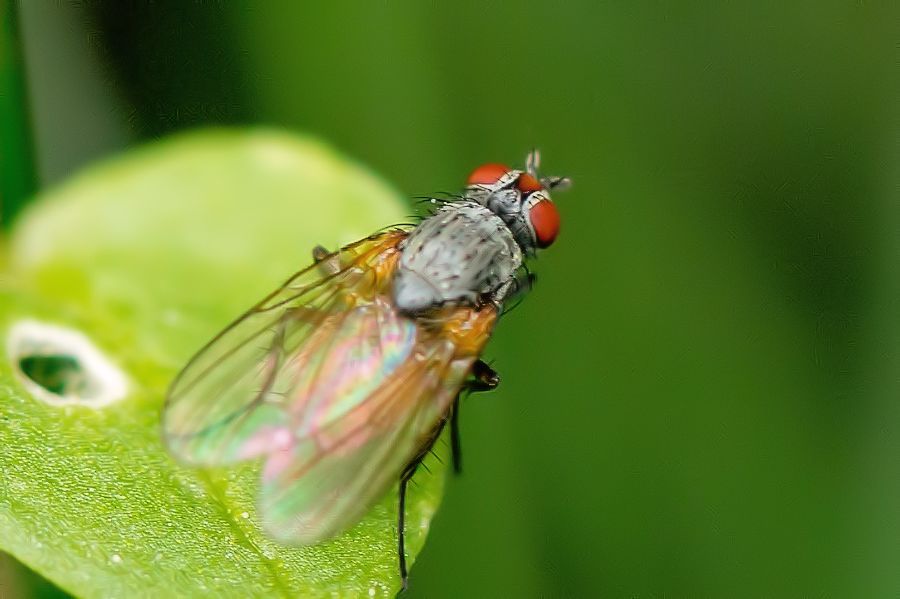 Fliege