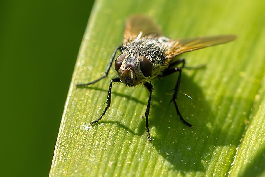 Fliege