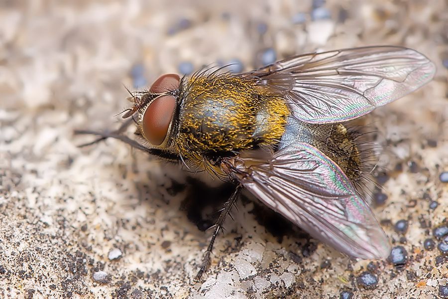 Fliege