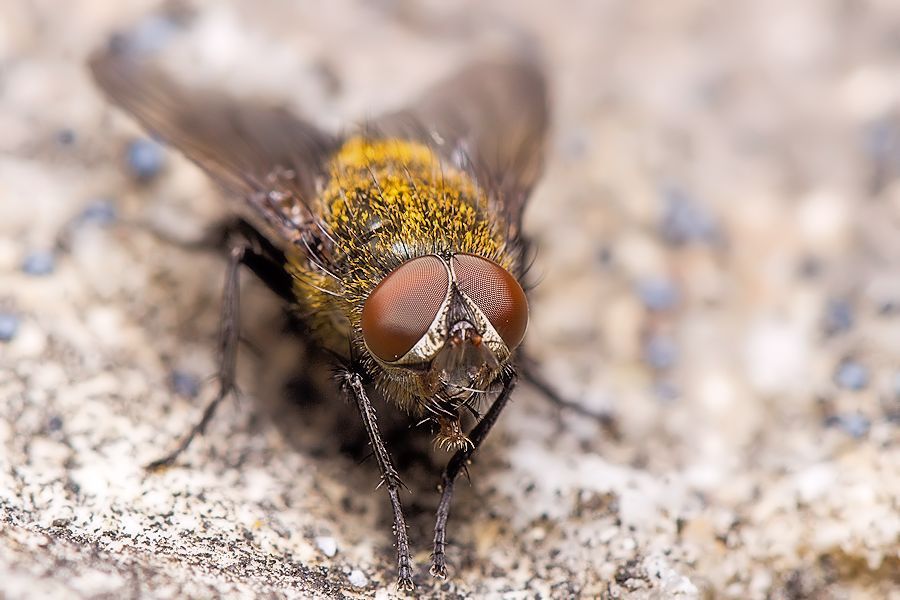 Fliege
