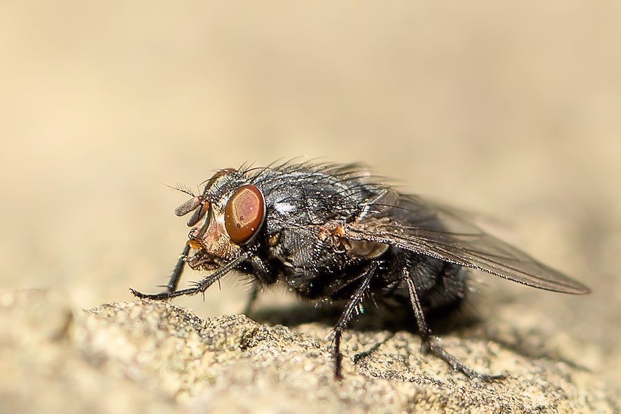 Fliege