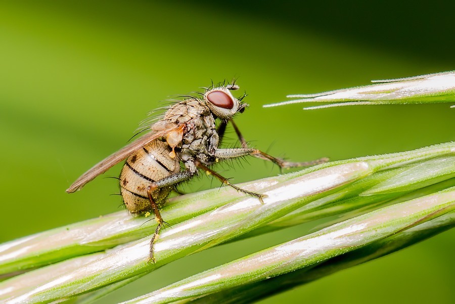 Fliege
