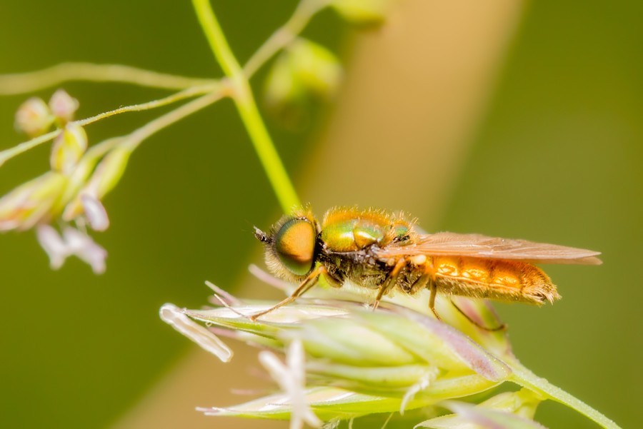 Fliege
