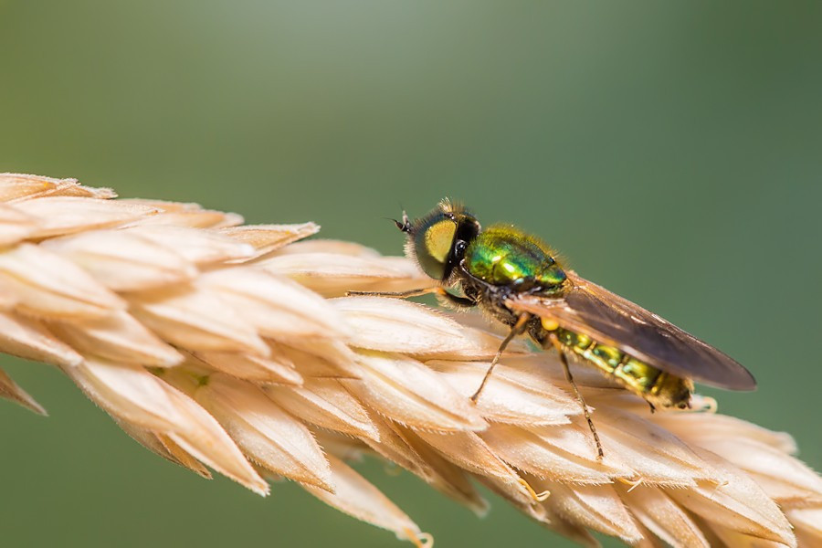 Fliege