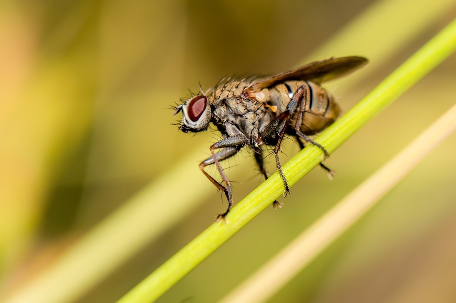 Fliege