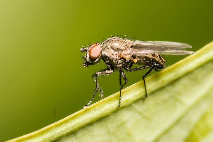 Fliege