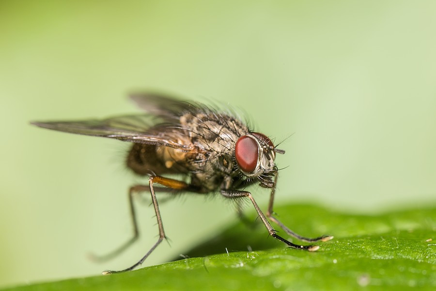 Fliege