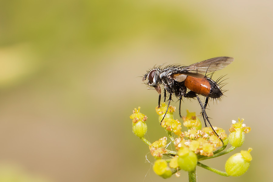 Fliege