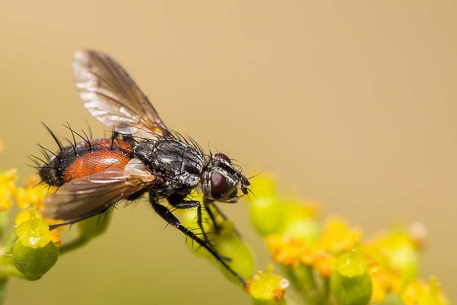 Fliege