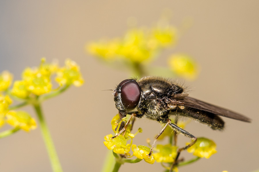 Fliege