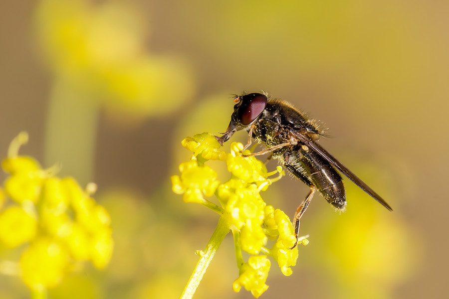 Fliege