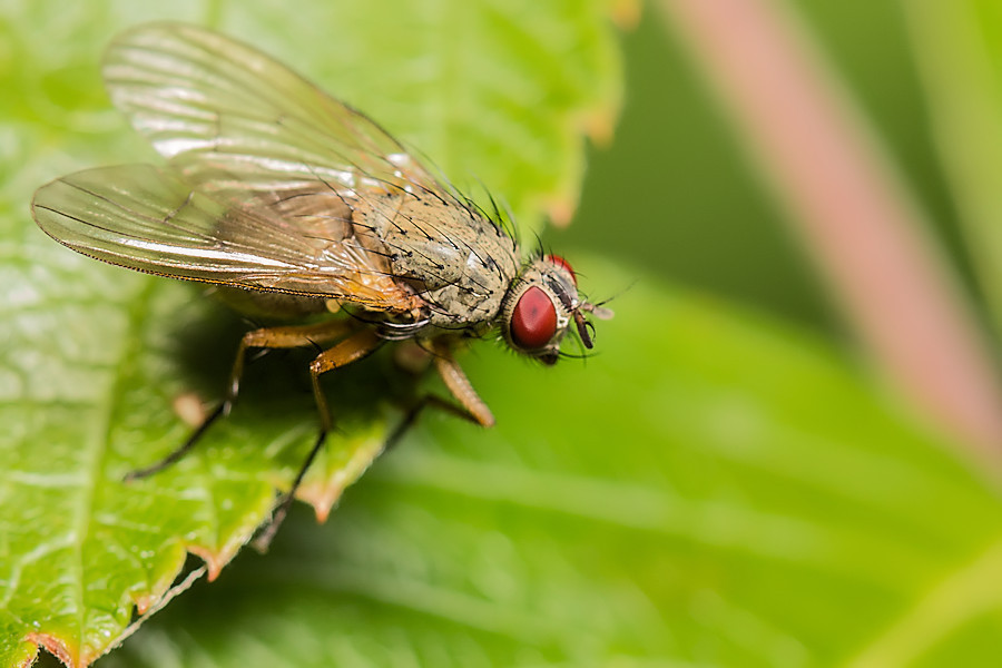 Fliege