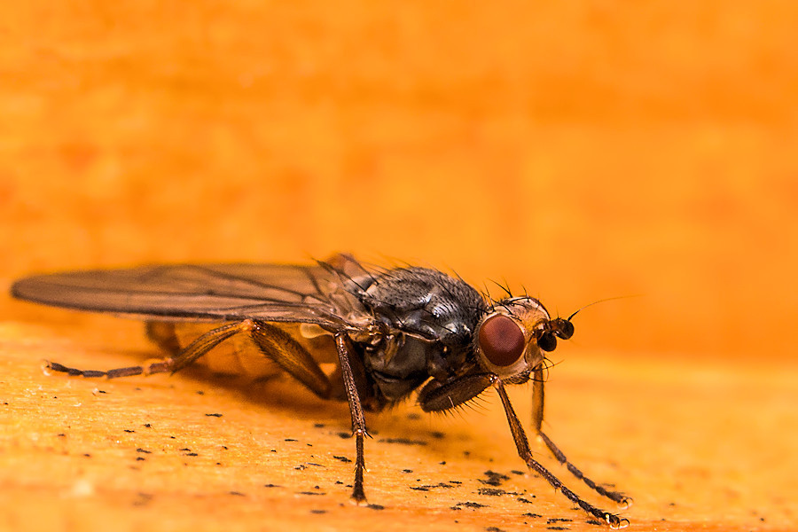 Fliege