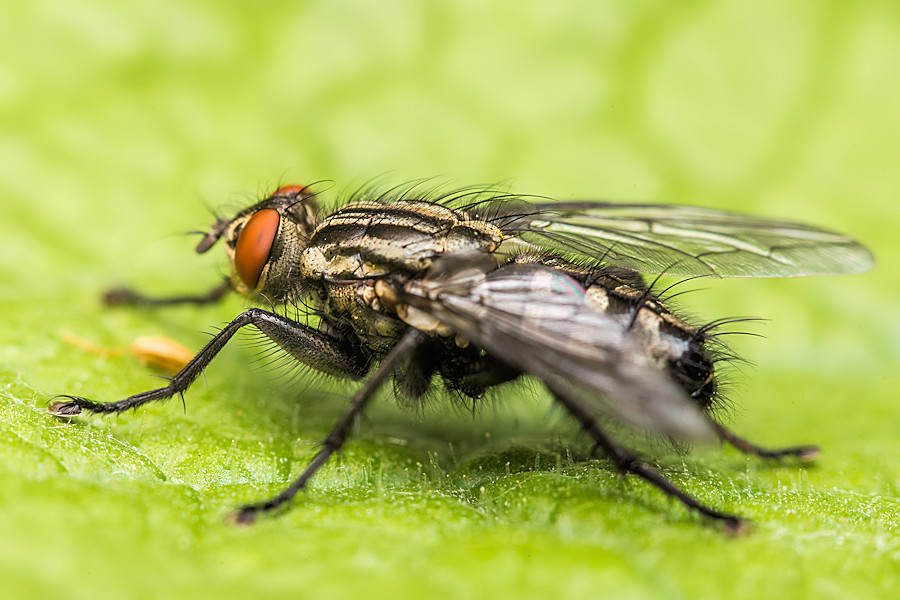Fliege