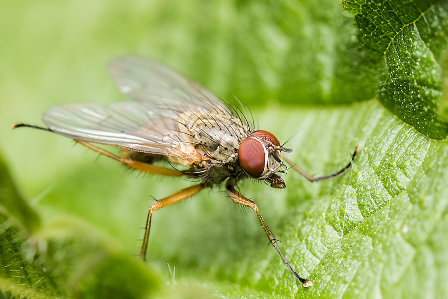 Fliege