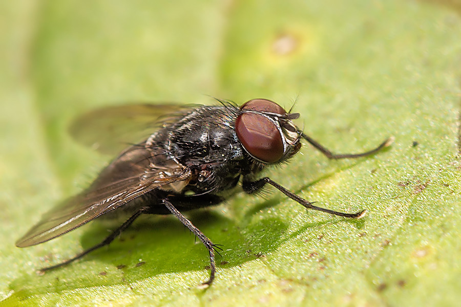 Fliege