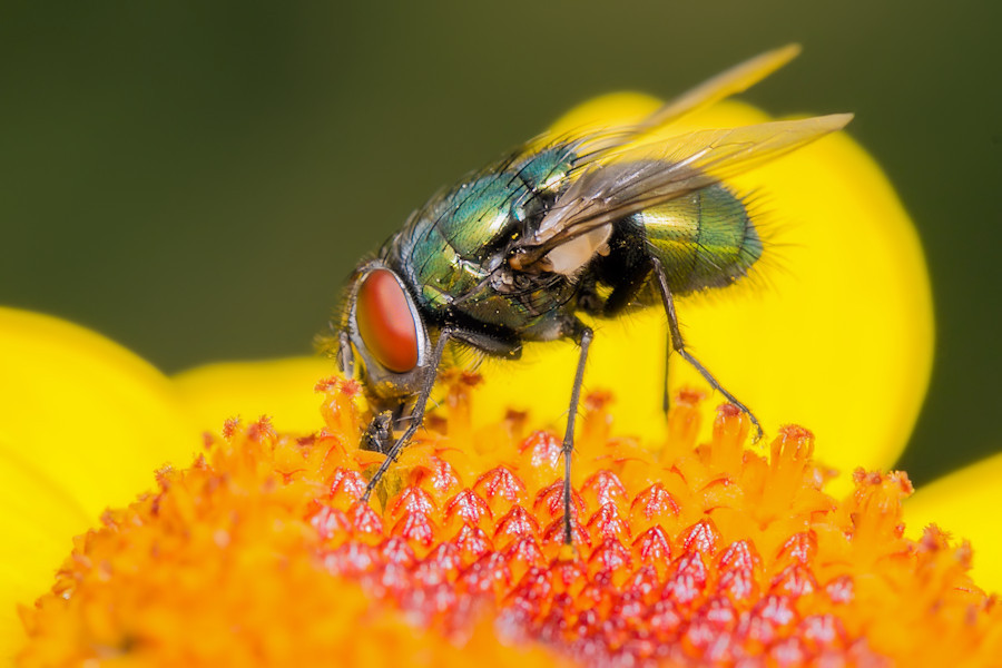 Fliege