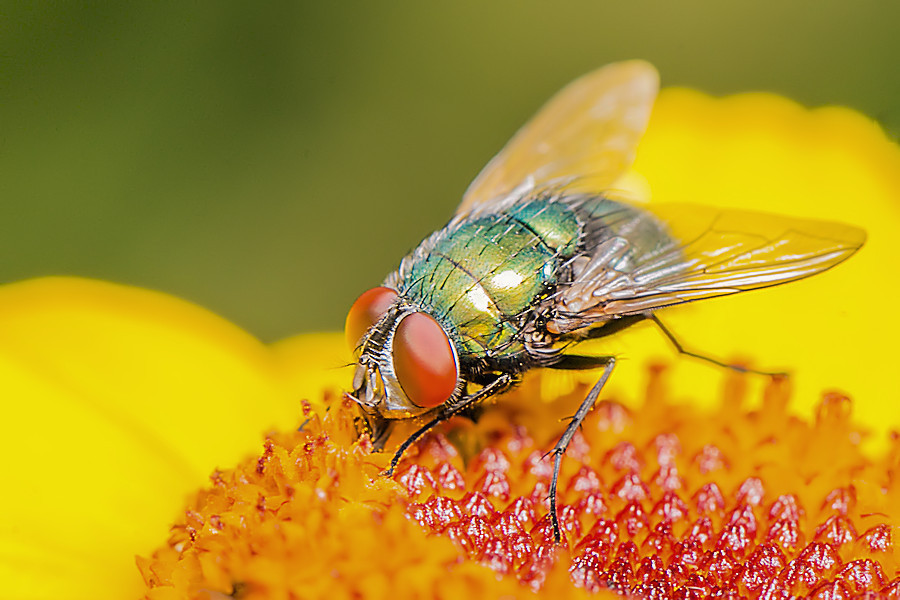 Fliege
