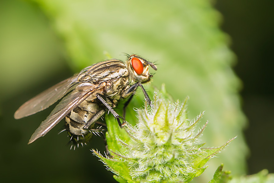 Fliege
