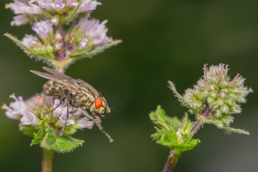 Fliege