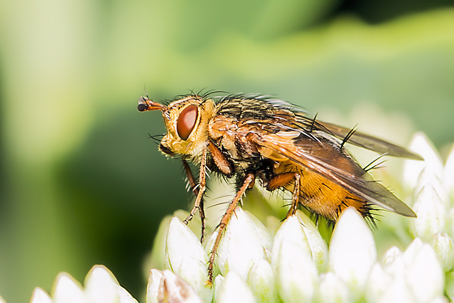 Fliege