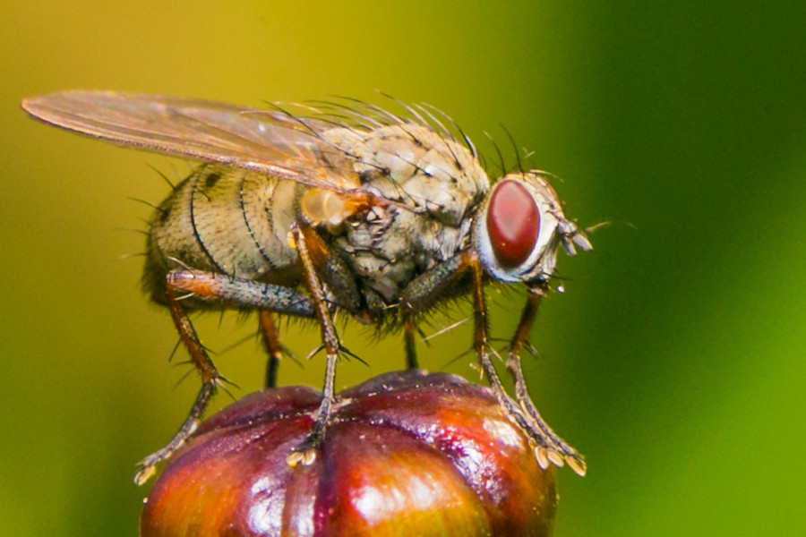 Fliege