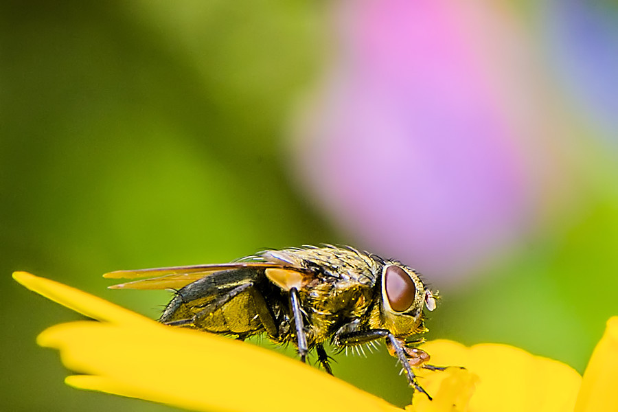 Fliege